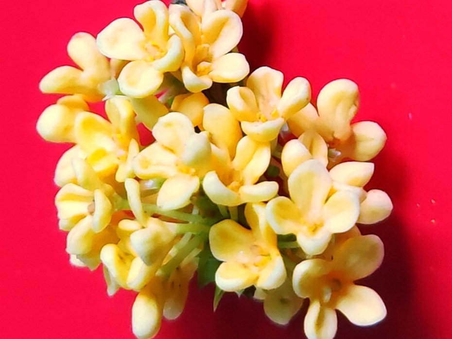 十二生肖代表花名