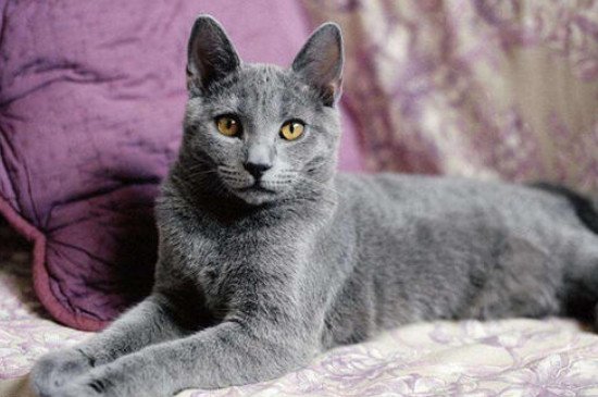 现在很多人都分不清楚英短猫和蓝猫,觉得它们很相似,那它们区别在哪里?