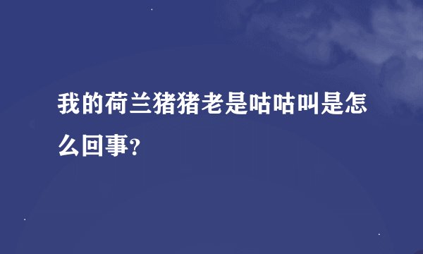 我的荷兰猪猪老是咕咕叫是怎么回事？