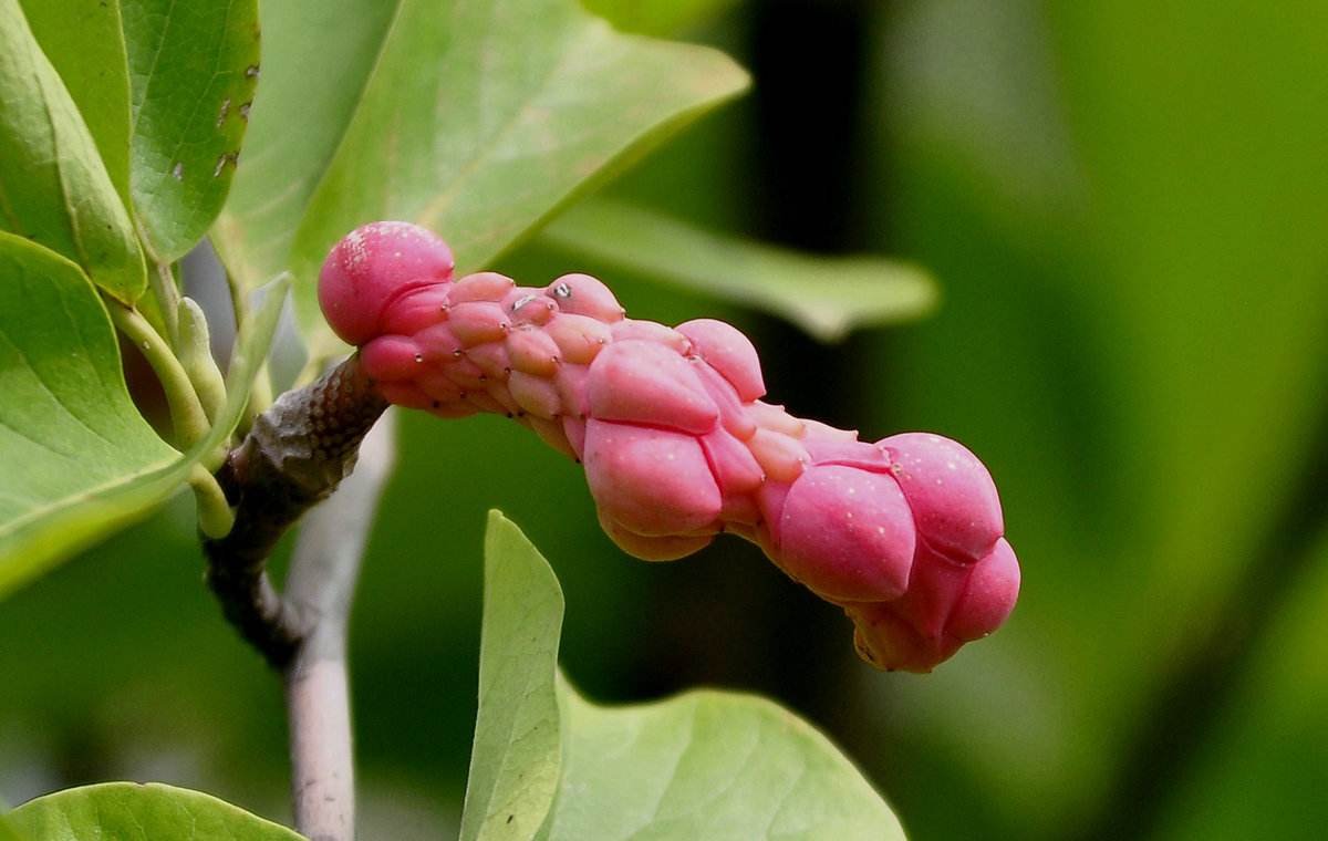 玉兰花结的果子可以吃吗？