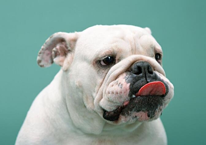 狗狗嘴巴流粘液的原因是什么？