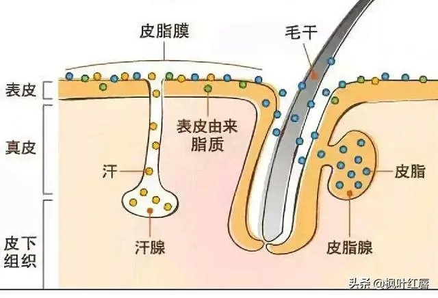 请问眼贴以及眼霜使用后细纹增多有可能是什么原因导致的?