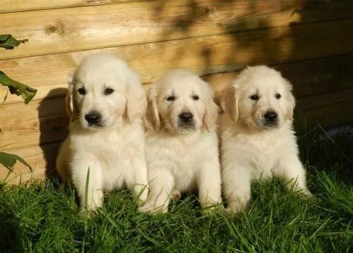 金毛幼犬一般多少钱一只?