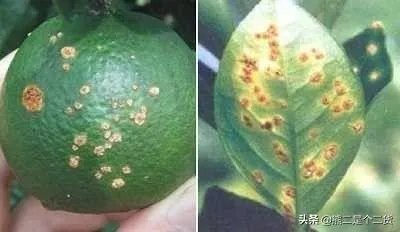 怎么防治柑橘病虫害?