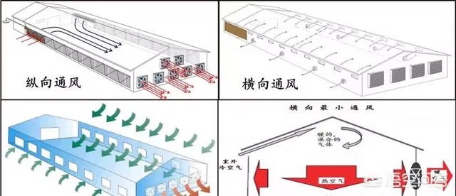 散养鸡舍怎样设计可以提高生产效率？