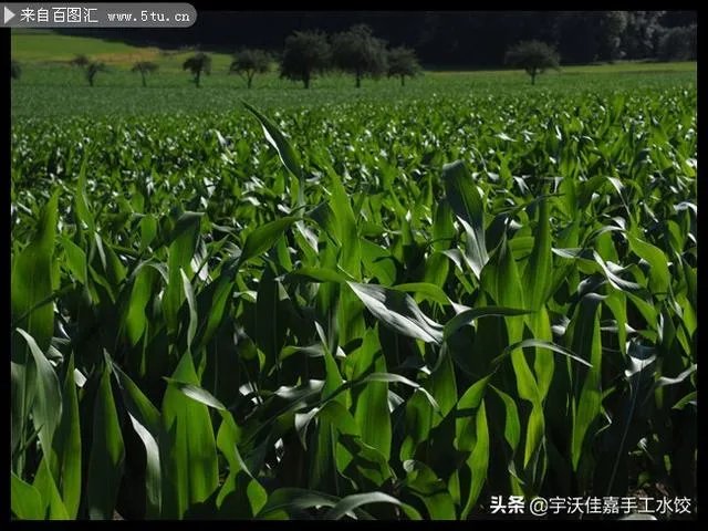你目睹过哪些剧组事故?