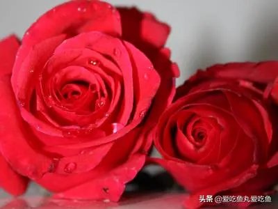 两朵玫瑰代表什么意思？