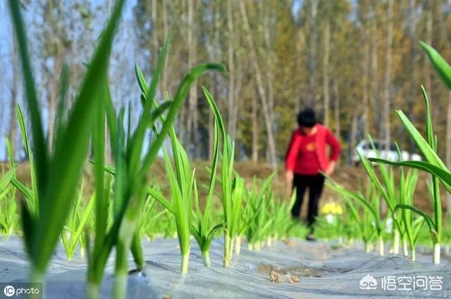 青蒜种植需要注意哪些事项?