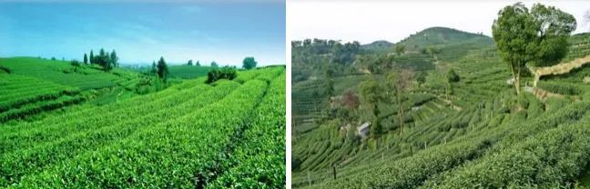 杭州的龙井茶有什么特色?