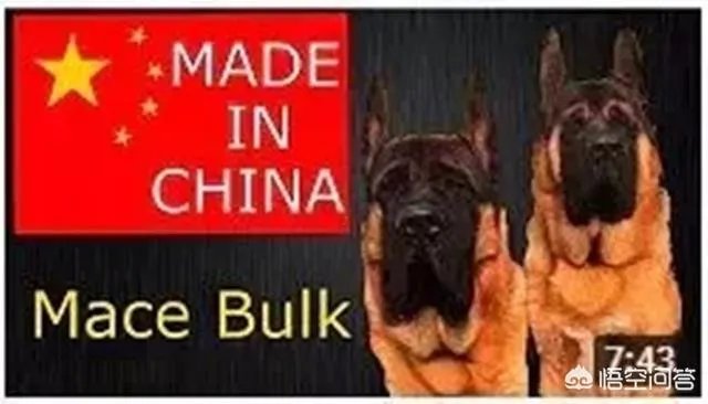 对于“锤系德牧”你怎么看?