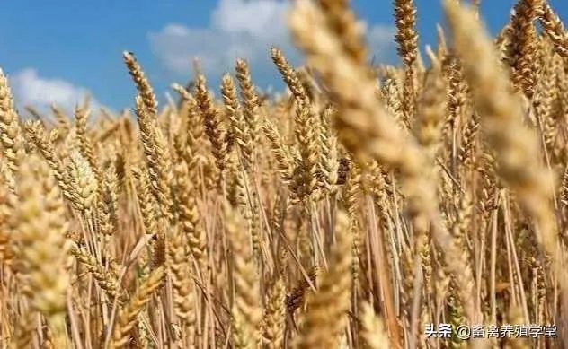 受疫情影响,已有国家禁止出口粮食,你怎么看?