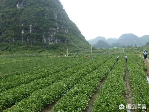 现在种植什么药材能够赚钱?
