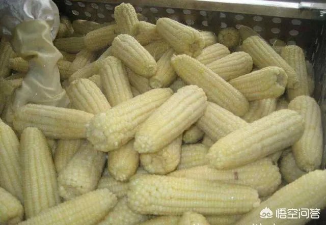 在忻州种什么品种的玉米比较好?