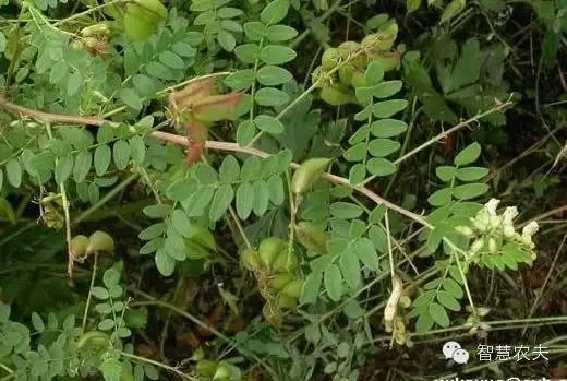 现在种植什么药材能够赚钱?