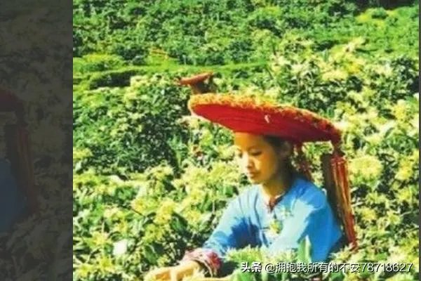 如何制作金银花茶,金银花茶的制作?