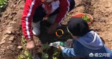 韩德君每场比赛都给观众鞠躬,夺冠后帮母亲下田种菜,你怎么看?