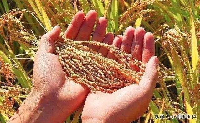 受疫情影响,已有国家禁止出口粮食,你怎么看?