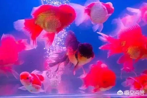 宠物鱼是不是很难养活,我想养一些宠物鱼卖?