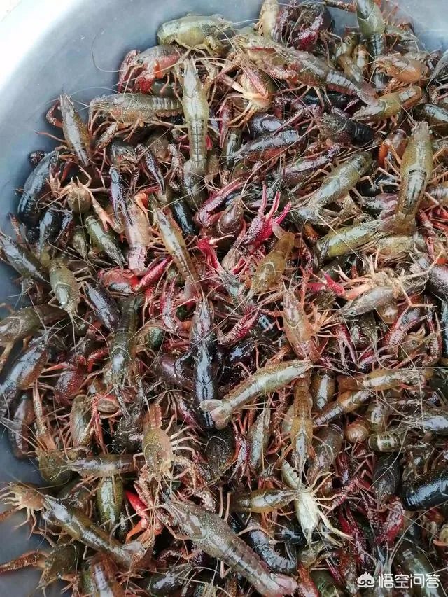 今后3年内,对于小龙虾养殖户来说,所要面对的市场风险与机遇有哪些?
