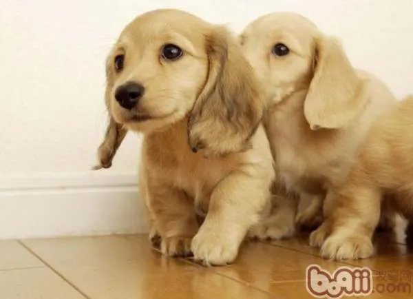 金毛幼犬一般多少钱一只?