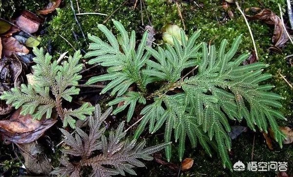 现在种植什么药材能够赚钱?
