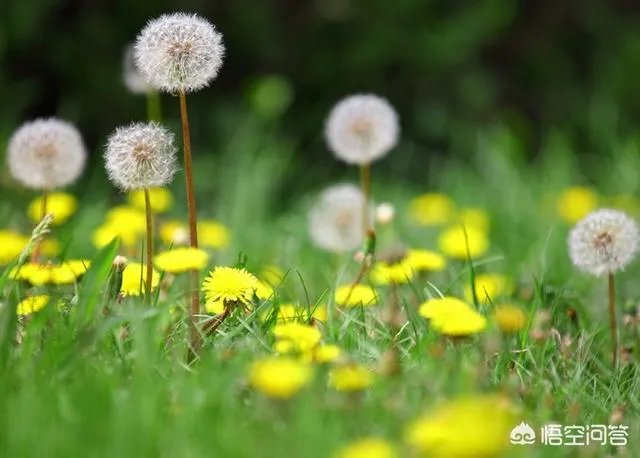 现在种植什么药材能够赚钱?