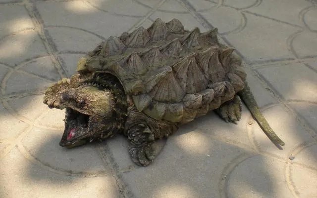 为什么现在很多人喜欢往山上放生狐狸？