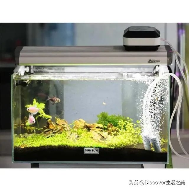 鱼缸增氧泵开的越大越好吗？