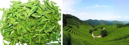 杭州的龙井茶有什么特色?