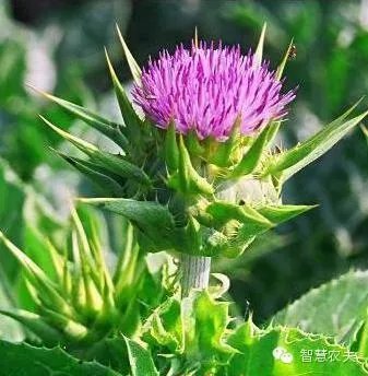 现在种植什么药材能够赚钱?