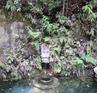 杭州的龙井茶有什么特色?
