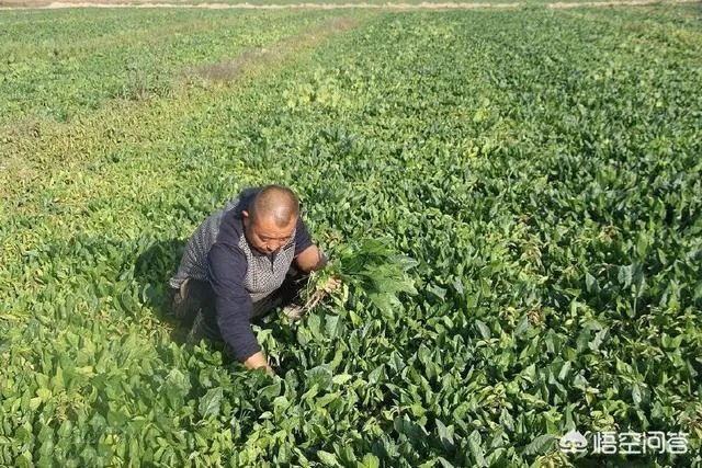 菜农100kg菠菜卖26元,超市里卖几块钱一斤,差价被谁赚走了?