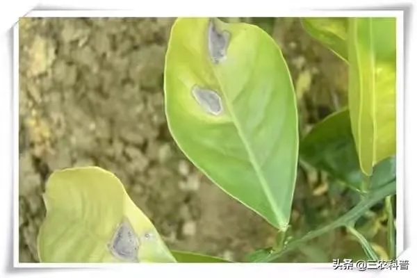 怎么防治柑橘病虫害?
