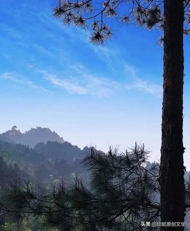 现在种植什么药材能够赚钱?