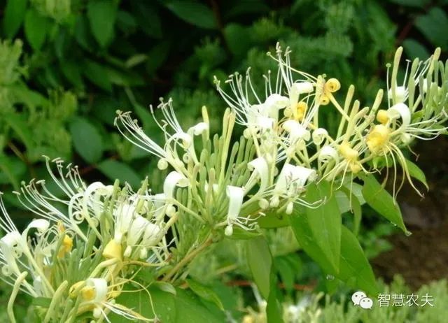 现在种植什么药材能够赚钱?