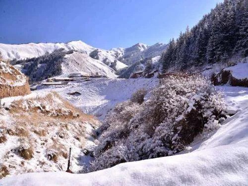 青海祁连山突降大雪,对当地游客有何影响?