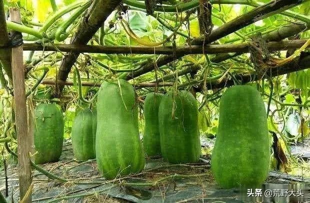 冬瓜采收回来后,有哪些贮藏方法可以让冬瓜贮藏的时间更长?