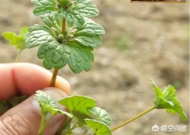 现在种植什么药材能够赚钱?