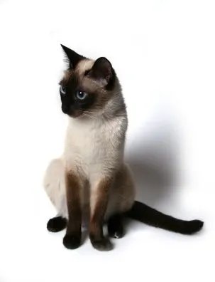 宠物猫的品种有哪些？各附带一张图片吧。 亲们辛苦了，先谢啦！