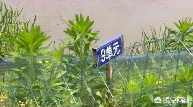 吉安:熊孩子买农药毒死千斤小龙虾,因放假在家太闲无事可做, 你怎么看?