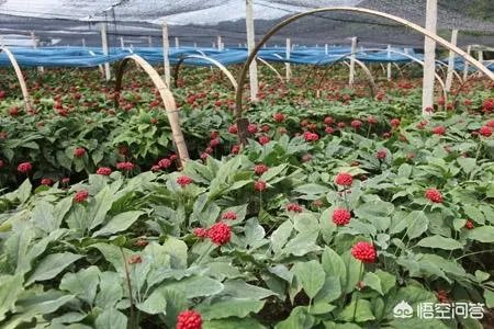 现在种植什么药材能够赚钱?