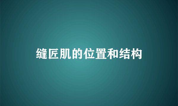 缝匠肌的位置和结构