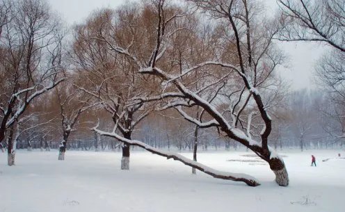 河南多地景区飘起鹅毛大雪,瑞雪代表着什么?