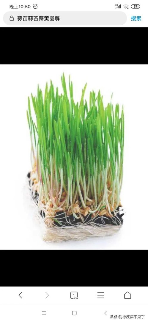 青蒜种植需要注意哪些事项?