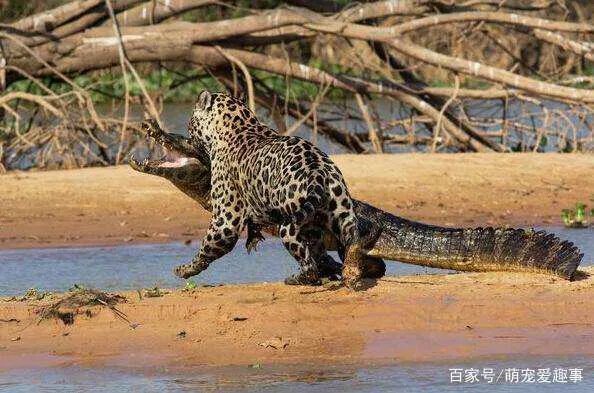美洲豹能下水捕杀鳄鱼吗?
