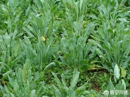 现在种植什么药材能够赚钱?