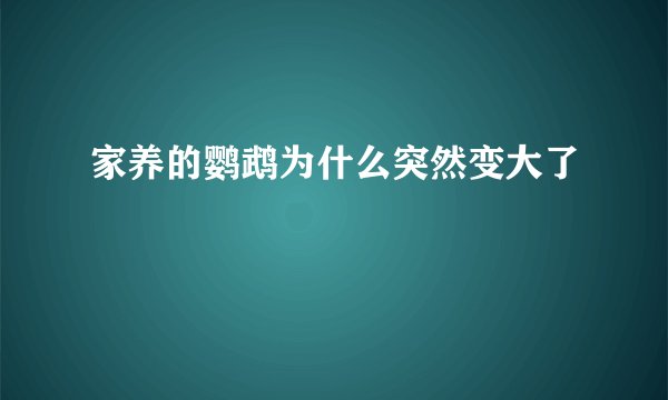 家养的鹦鹉为什么突然变大了