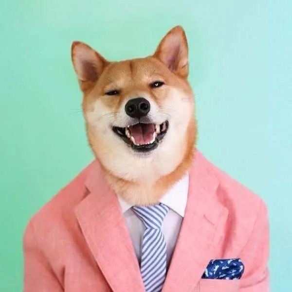 宠物犬咬伤小孩竟被摔死！人到底该如何与动物和平相处？