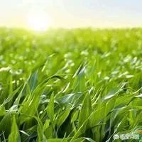 在忻州种什么品种的玉米比较好?