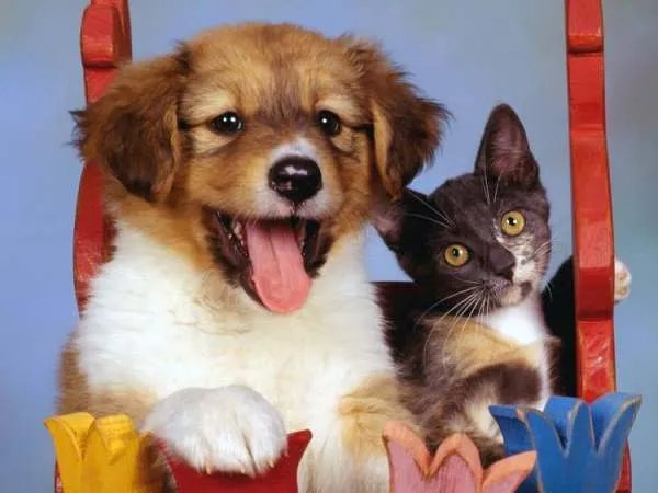 宠物犬咬伤小孩竟被摔死！人到底该如何与动物和平相处？